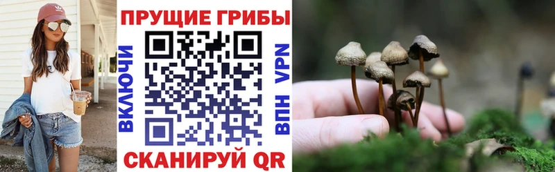 Купить закладки  Ветлуга  Псилоцибиновые грибы мицелий 